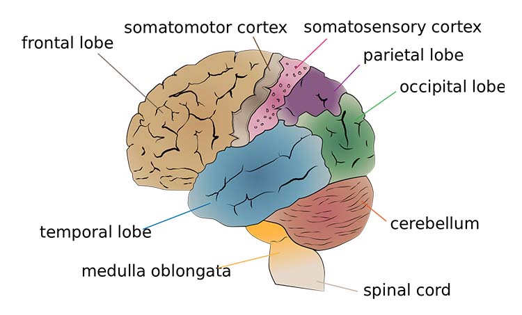 What Happens in the Brain When People Make Music Together